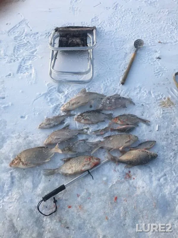 Bream — Volchikhinskoye, Nov 19, 2019