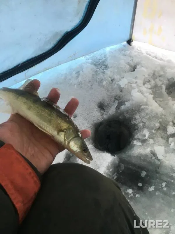 Zander — Volchikhinskoye, Nov 22, 2019