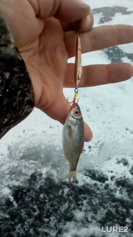 Roach — Rudyanskiy, Nov 24, 2019