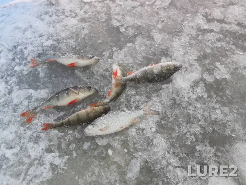 Perch, Roach — Nizhne-Sysertskoye, Nov 24, 2019