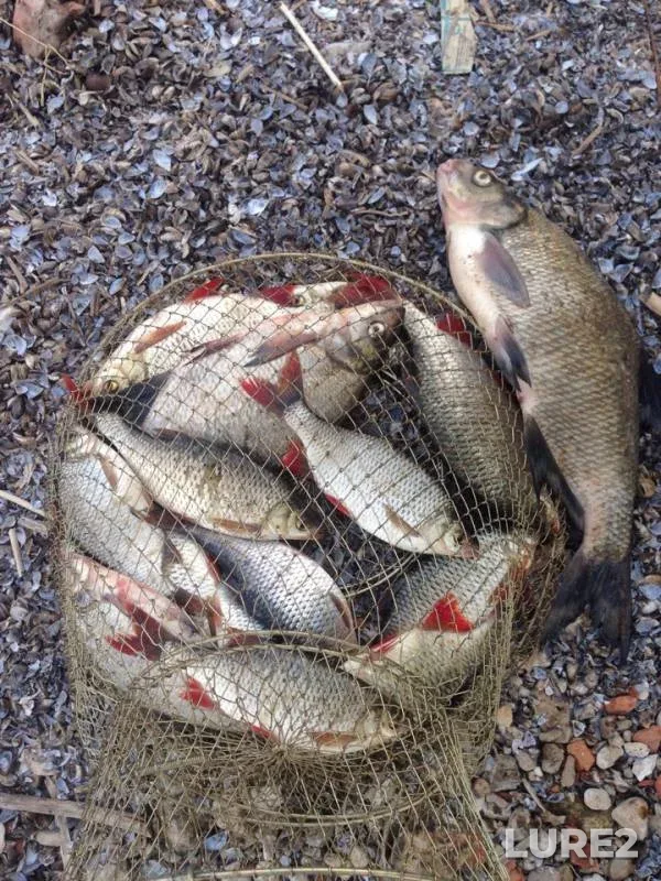 Bream, Rudd — Sviyaga, May 05, 2019