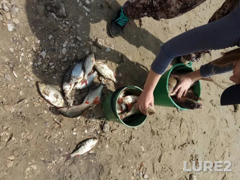 Bream, Rudd — Sviyaga, May 05, 2019