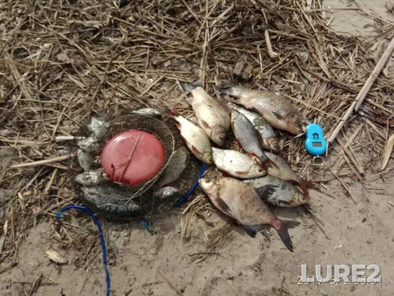 Bream, Crucian carp — Sviyaga, May 02, 2019