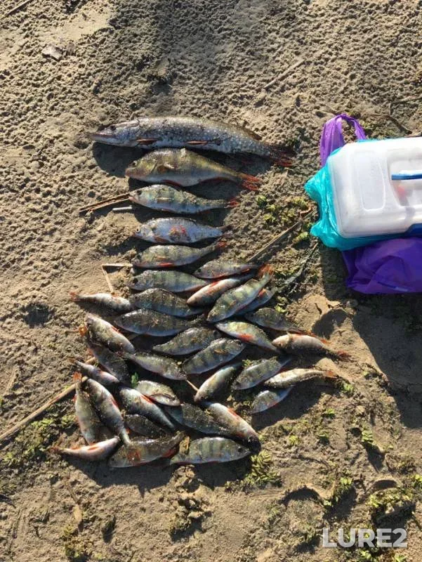 Perch, Pike — Protoka Poduvalye, Apr 27, 2019