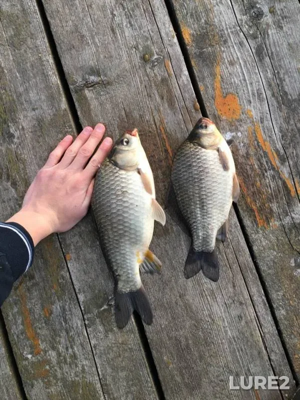 Crucian carp — Verkhniy Kaban, Apr 26, 2019
