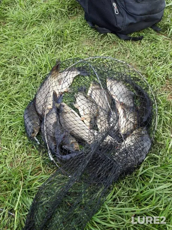 Crucian carp — Vtoraya Damba, May 29, 2019