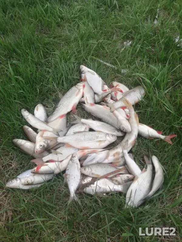 Bream, Ide — Respublika Tatarstan, May 09, 2019