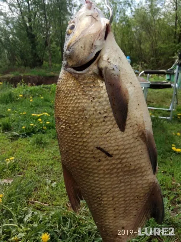 Bream, Ide — Respublika Tatarstan, May 16, 2019
