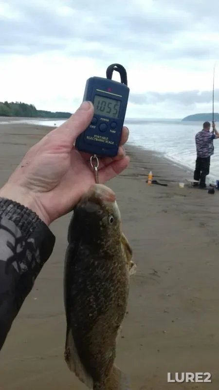 Crucian carp — Volga, May 21, 2019