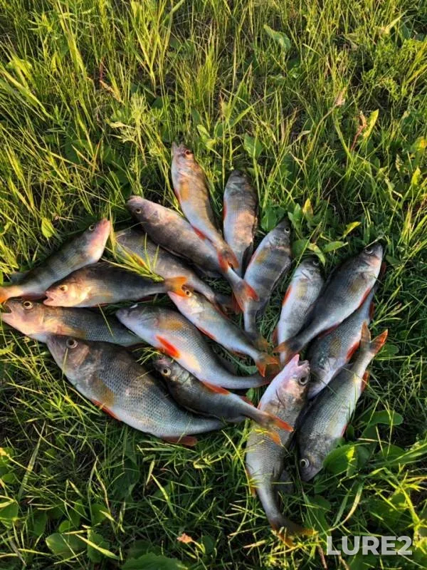 Perch — Respublika Tatarstan, May 28, 2019