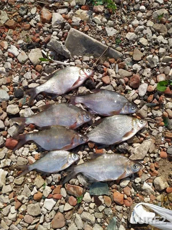 Bream — Kazanka, May 29, 2019