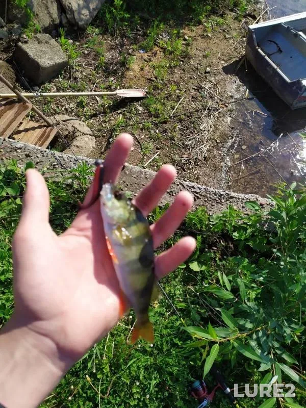 Perch, Pike — Respublika Tatarstan, Jun 01, 2019
