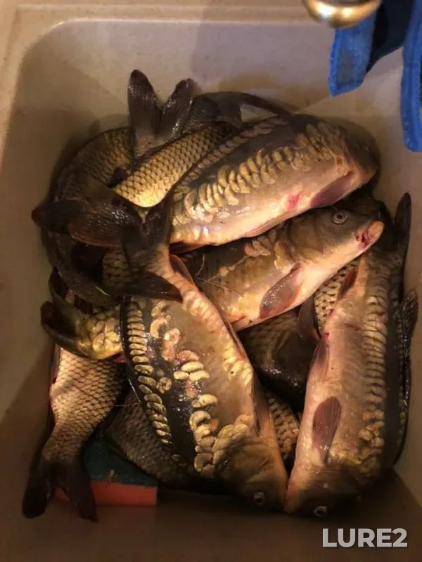 Carp — Respublika Tatarstan, Jun 01, 2019