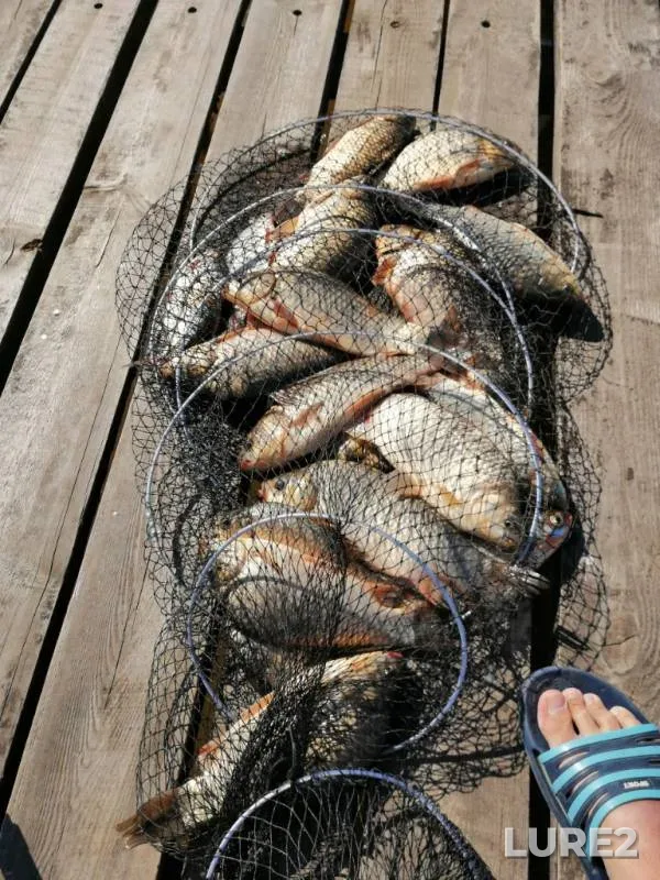 Crucian carp, White bream — Respublika Tatarstan, Jun 09, 2019