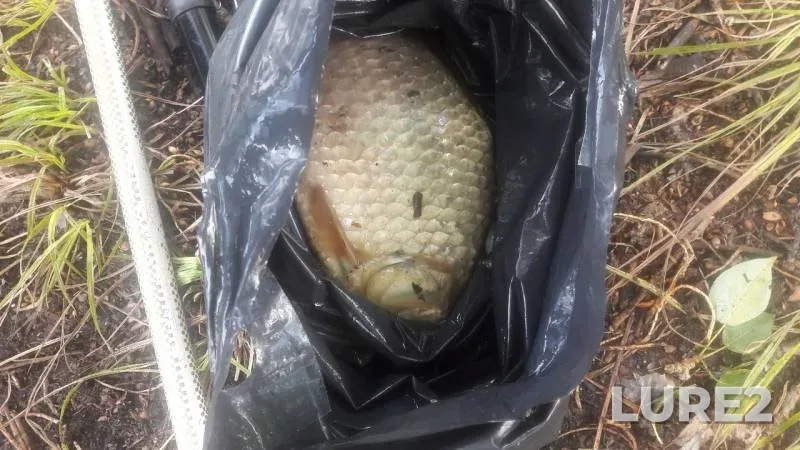 Crucian carp — Sumka, Jun 29, 2019