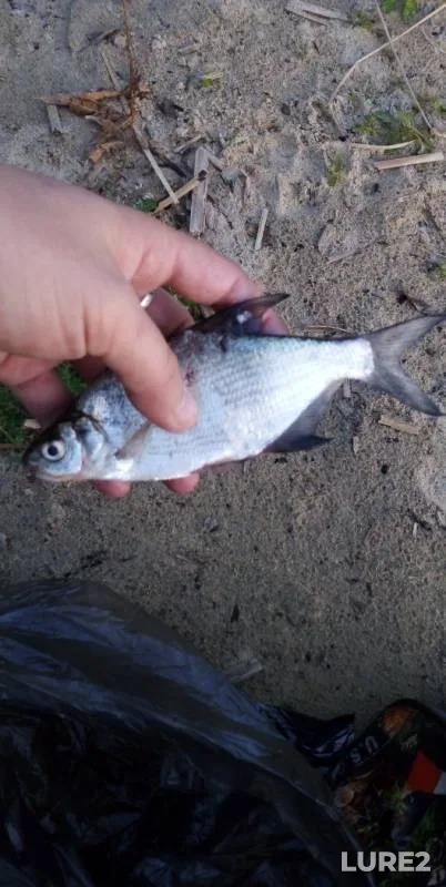 Bream, White bream — Kazanka, Jul 31, 2019