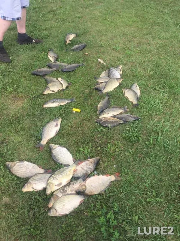 Carp — Urayka, Aug 19, 2019
