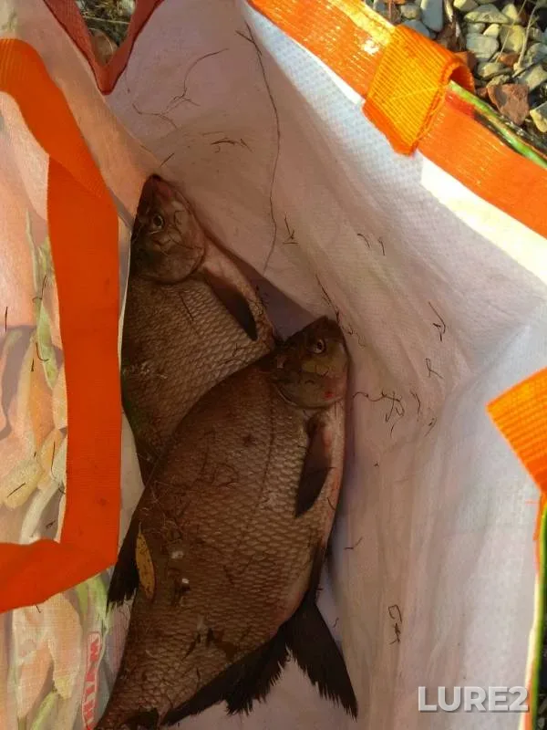 Bream — Volga, Sep 10, 2019