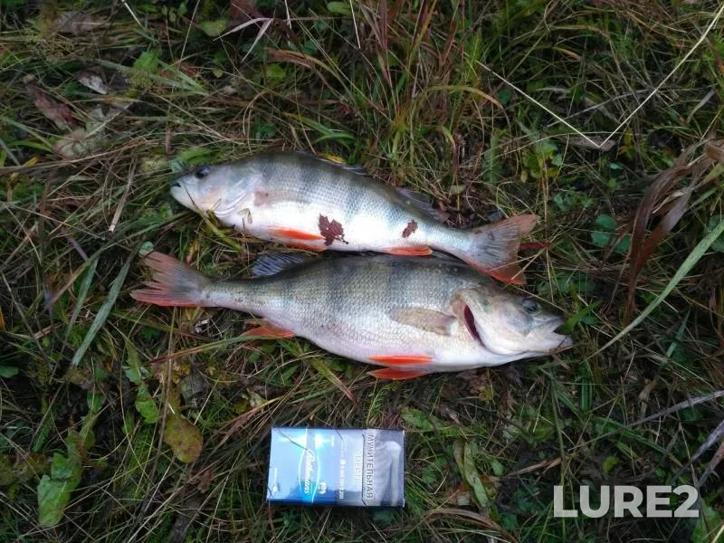Perch — Malyy Uish, Sep 22, 2019