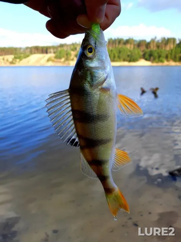 Perch — Izumrudnoye, Oct 25, 2019