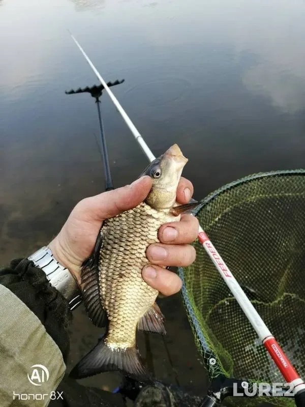 Crucian carp — Moskva, Apr 30, 2019