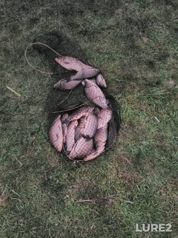 Crucian carp — Marina Roshcha, May 02, 2019
