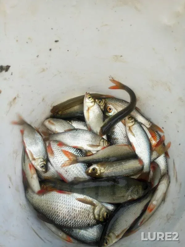 Perch, Roach — Kolodkinskiy, May 02, 2019