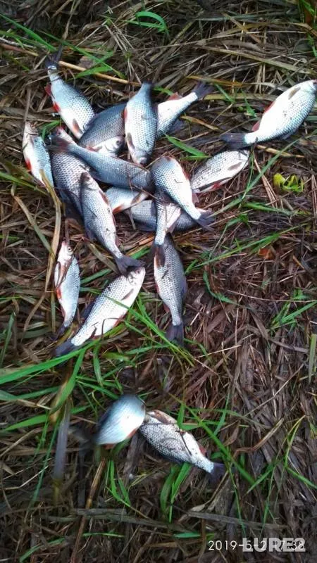 Roach — Ustyn, May 02, 2019