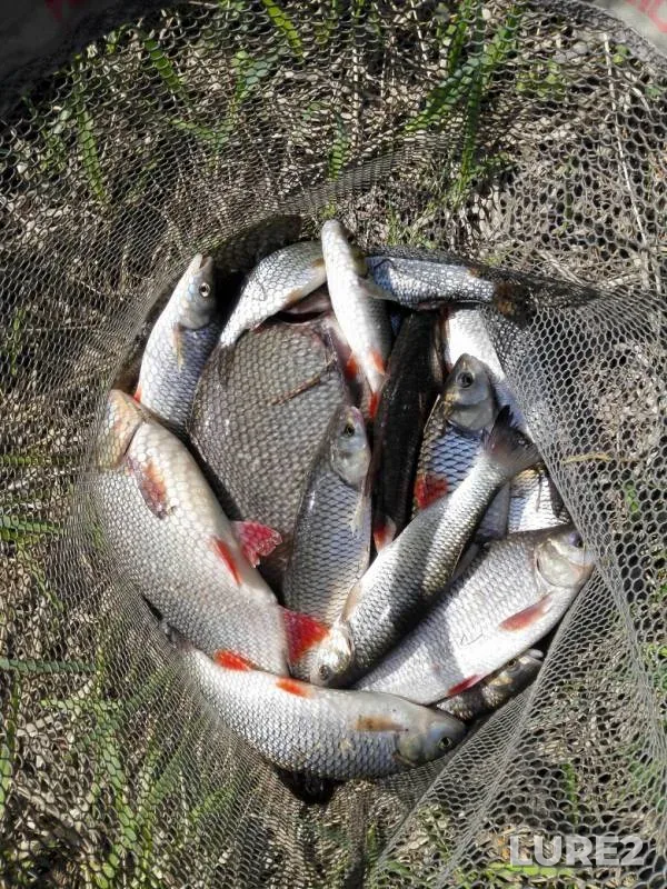 Bream, Ide — Oka, May 09, 2019