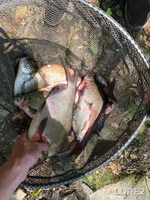 Bream — Oka, Jun 10, 2019