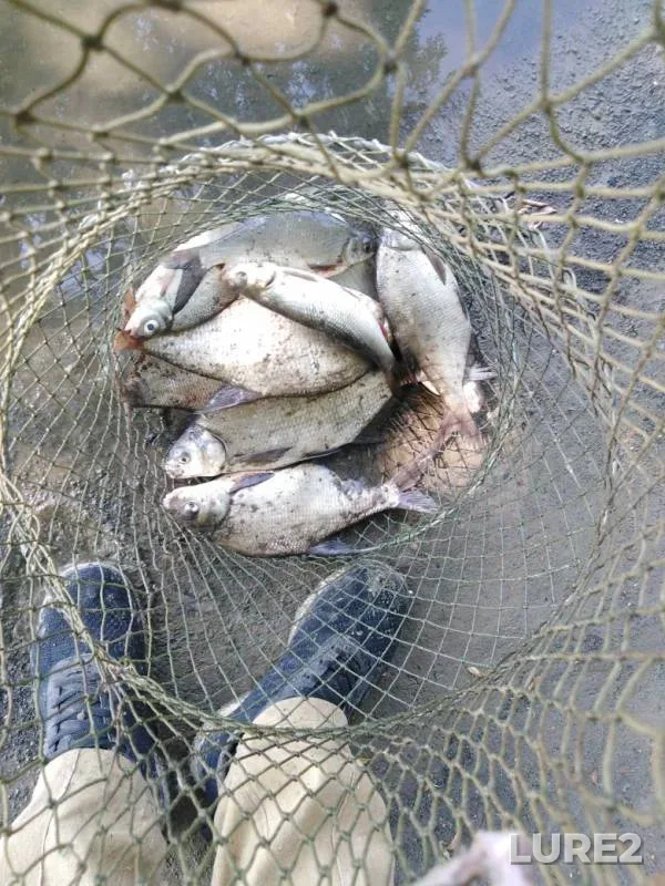 Bream — Moskva, Jun 10, 2019