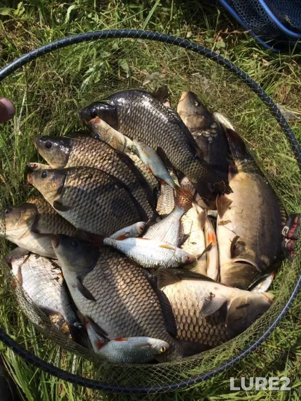 Carp, Roach — Voronezhskaya oblast, Jun 08, 2019