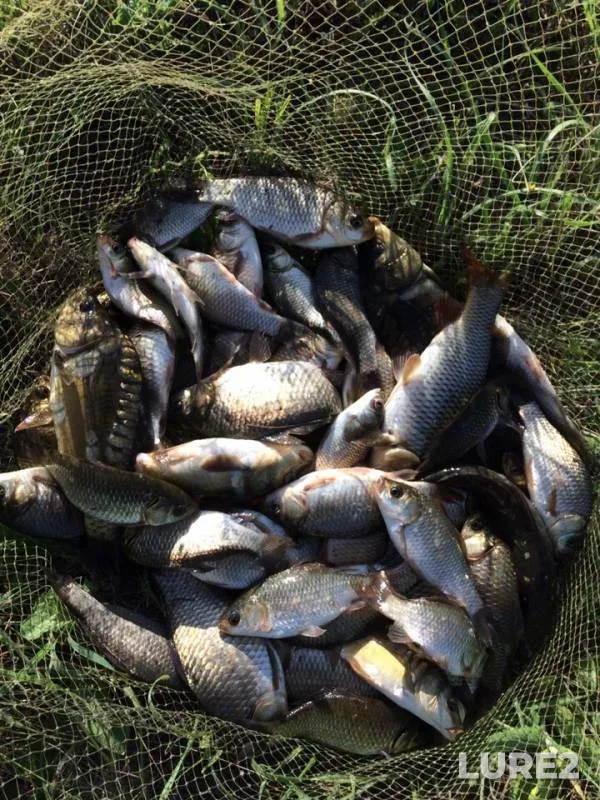 Carp, Crucian carp — Voronezhskaya oblast, Jun 07, 2019