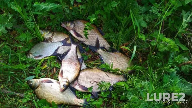 Bream, White bream — Moskva, Jun 01, 2019