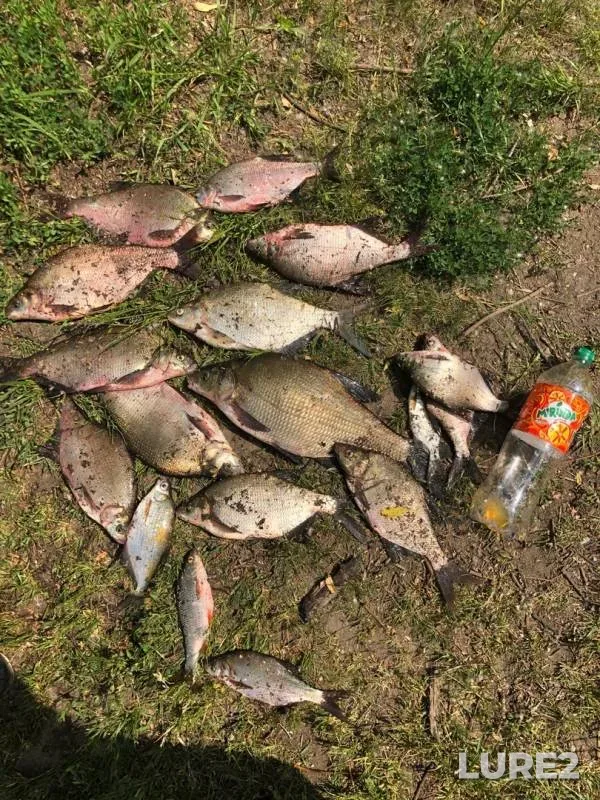 Bream — Moskva, May 29, 2019