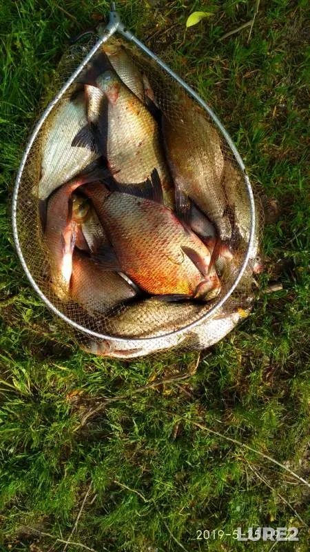 Bream — Moskva, May 26, 2019