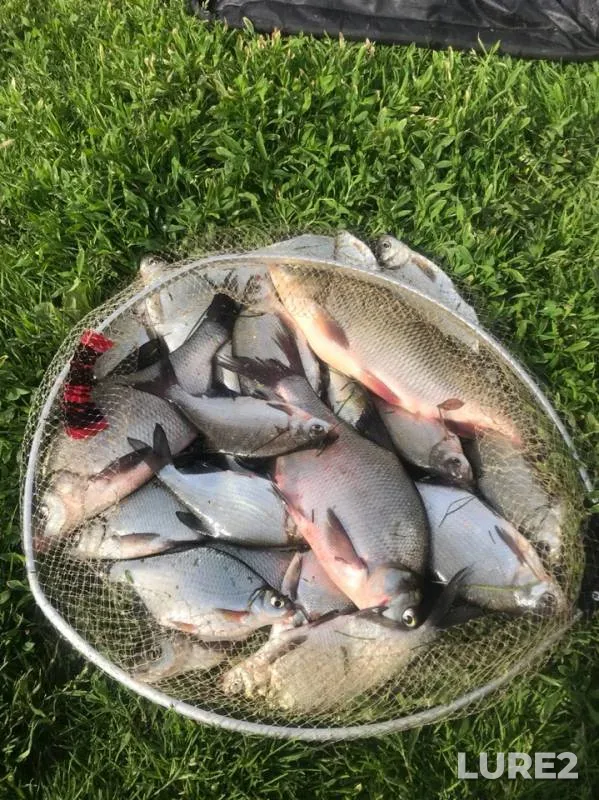 Bream, Ide — Moskva, May 21, 2019