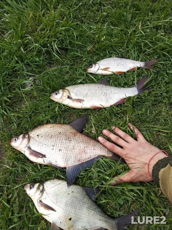 Bream, Ide — Moskva, May 21, 2019