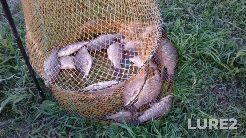 Crucian carp — Moskovskaya oblast, gorodskoy okrug Yegoryevsk, May 18, 2019
