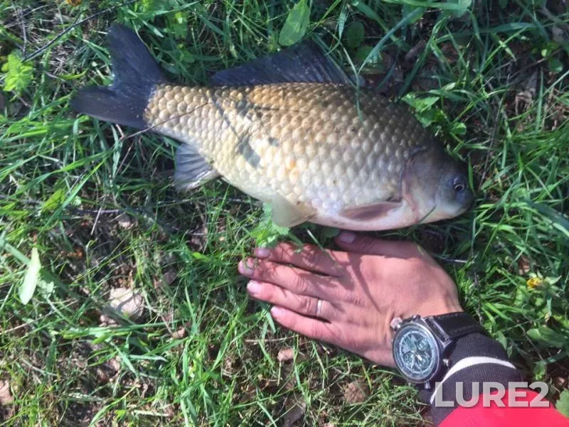 Crucian carp, Roach — Kosterka, May 16, 2019