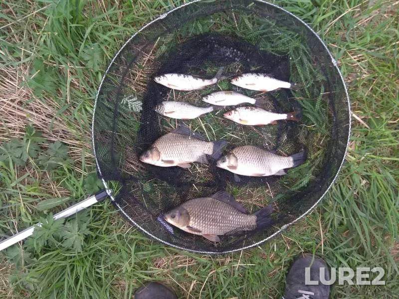 Crucian carp, Roach — Moskovskaya oblast, gorodskoy okrug Kolomna, May 15, 2019