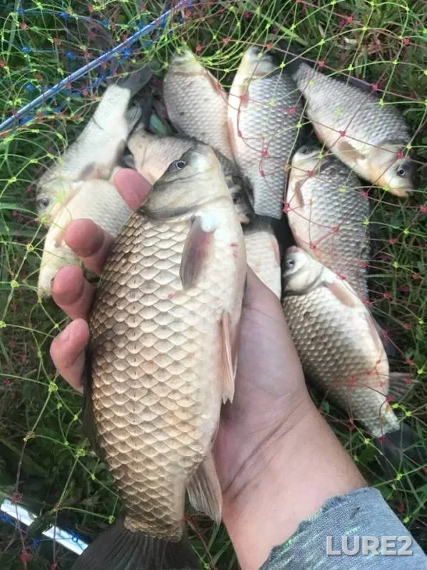 Crucian carp — Moskovskaya oblast, gorodskoy okrug Yegoryevsk, May 14, 2019