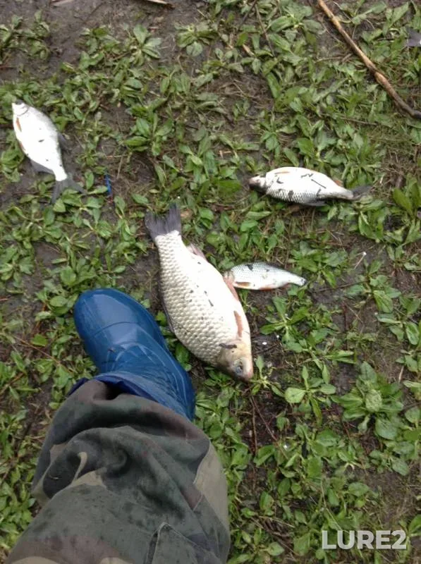 Chub, Crucian carp — Oka, May 13, 2019