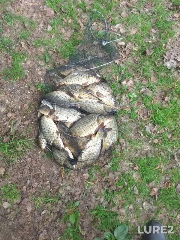 Carp — Ustyn, May 12, 2019
