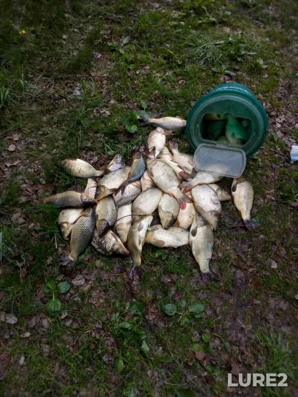 Carp — Ustyn, May 11, 2019