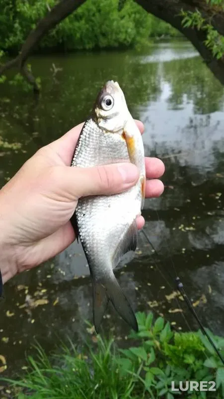Roach, White bream — Kolomenka, May 11, 2019