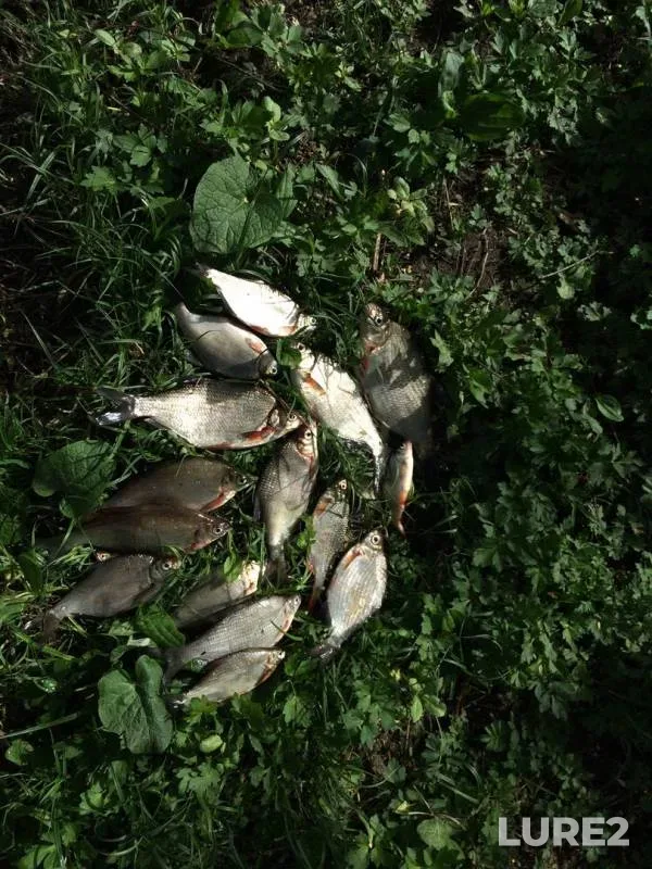 White bream — Moskva, May 11, 2019