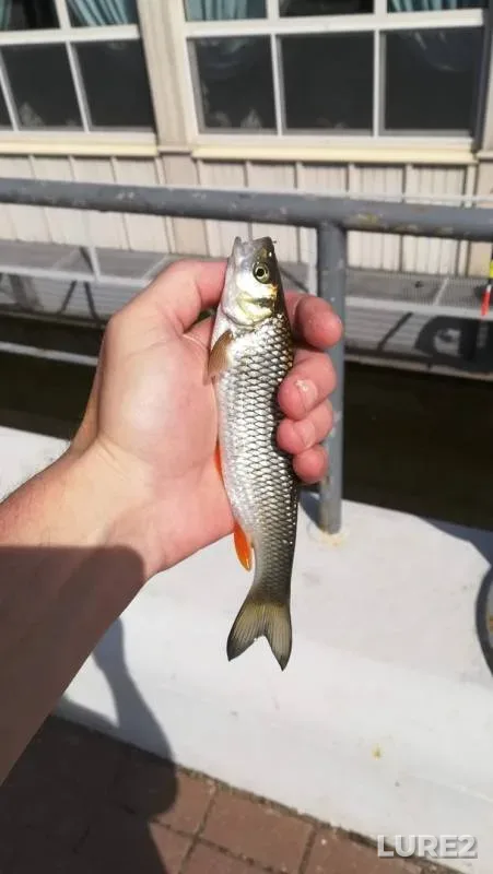Chub — Moskva, May 09, 2019
