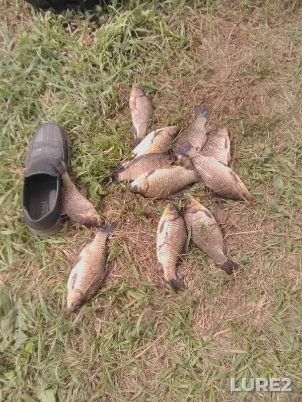 Crucian carp — Marina Roshcha, May 09, 2019