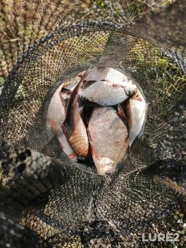 Bream — Moskva, Jun 16, 2019